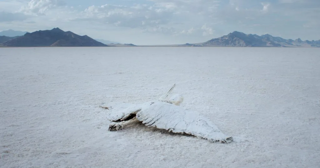 Brute Force (Felix Lenz & Ganaël Dumreicher, Áustria, 2025, 29’) —   — Messengers (Jeffrey Zablotny, Canadá,  2025, 45’)
